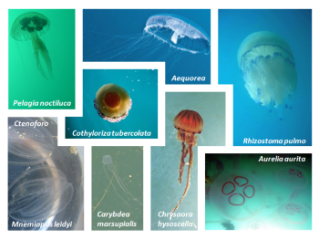 Meduse e altri organismi marini