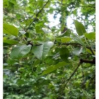 dettaglio delle foglie di maclura pomifera