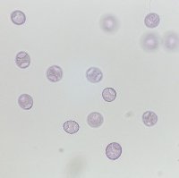 pollini di maclura pomifera al microscopio