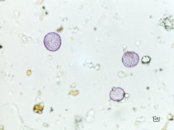 Graminacee al microscopio
