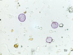 graminacee al microscopio