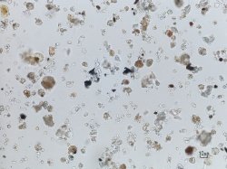 immagine contenuta nella pagina: analisi microscopiche delle polveri del sahara in friuli venezia...