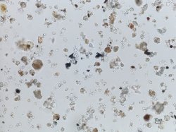 Immagine contenuta nella pagina: Analisi microscopiche delle polveri del Sahara in Friuli Venezia Giulia