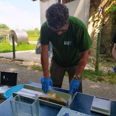 immagine contenuta nella pagina: pubblicati i dati della fauna ittica raccolti negli ultimi anni di collaborazione tecnico-scientifica tra arpa fvg e arpa veneto
