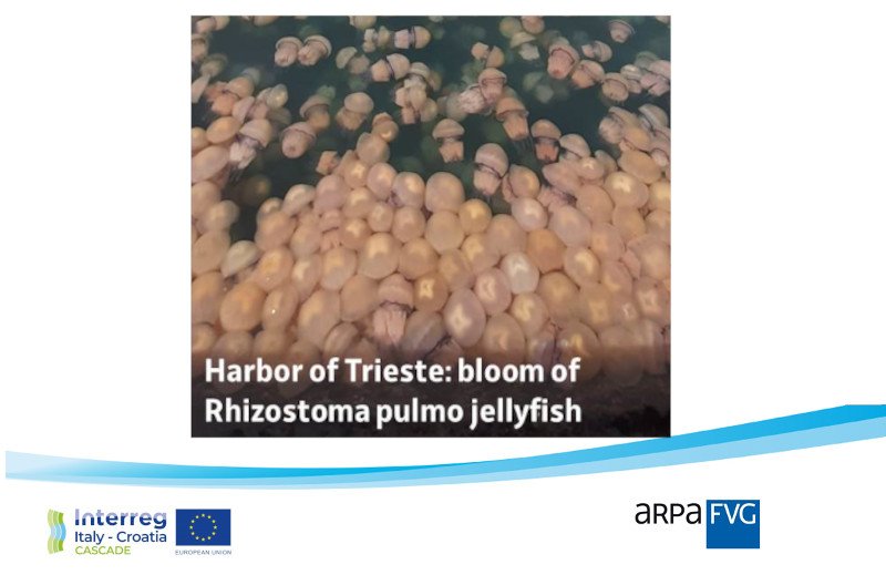 immagine contenuta nella pagina: #cascade: massiva presenza della medusa “polmone di mare” nelle acque del golfo di trieste