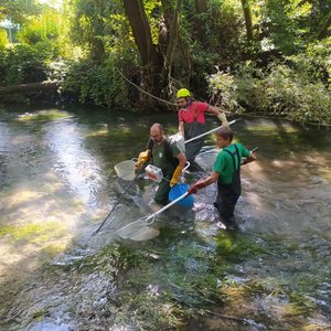 immagine anteprima per la notizia: ripreso il monitoraggio della fauna ittica nei corpi idrici de...