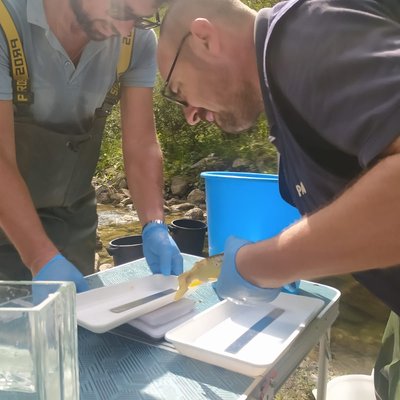 immagine contenuta nella pagina: pubblicati i dati della fauna ittica raccolti negli ultimi anni di collaborazione tecnico-scientifica tra arpa fvg e arpa veneto
