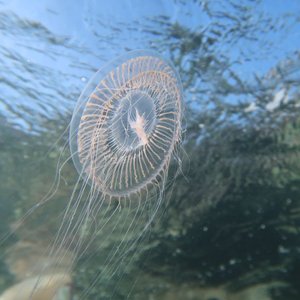 immagine anteprima per la notizia: organismi gelatinosi nel golfo di trieste