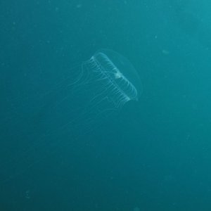 immagine anteprima per la pagina: meduse e altri organismi gelatinosi