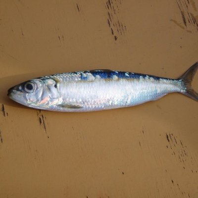 alaccia o sardina africana (sardinella aurita) nel...