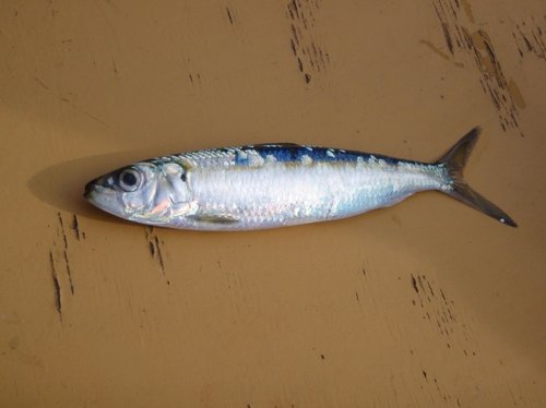 Fig. 1 Alaccia o sardina africana (Sardinella aurita) nel Golfo di Trieste (febbraio 2009) (foto: Stazione biologia marina di Pirano)