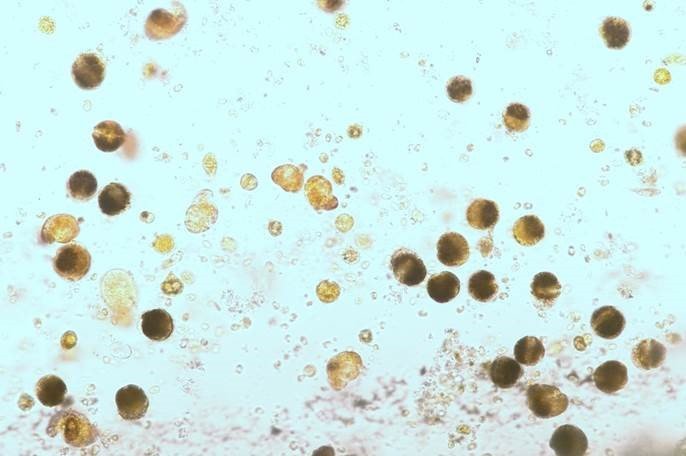 immagine contenuta nella pagina: fitoplancton potenzialmente tossico: il laboratorio di arpa fvg ...