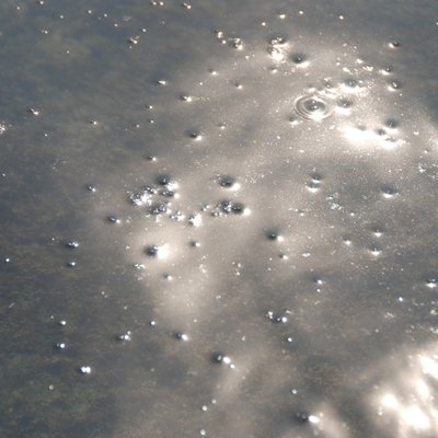 immagine contenuta nella pagina: ostreopsis ovata: un'alga da conoscere