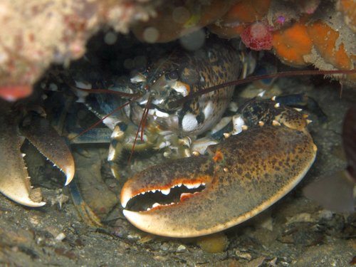 Homarus gammarus (astice) - © Foto Lisa Faresi - Arpa FVG