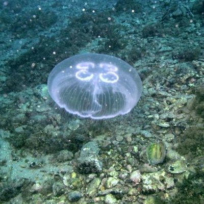 Aurelia sp.p. o medusa a quadrifoglio - © L. Faresi