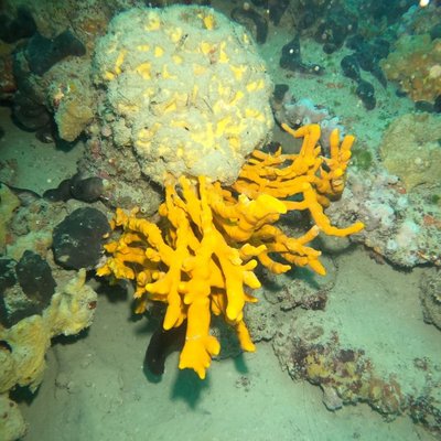 axinella polypoides e geodia cydonium - © foto lis...