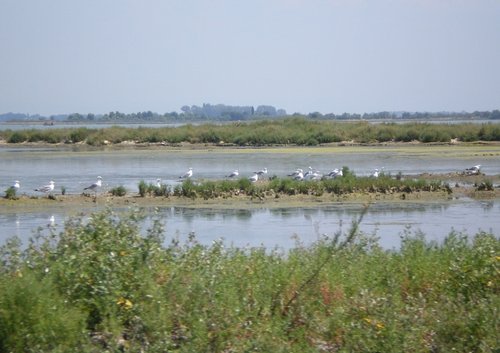 Barene in laguna di Grado - © Arpa FVG