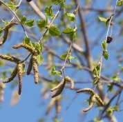 immagine anteprima per la notizia: pollini, spore fungine e allergie: il monitoraggio snpa