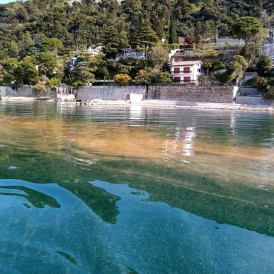 immagine contenuta nella pagina: fioritura di "noctiluca scintillans" e le acque del golfo si col...