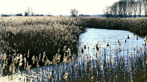 Canneti alle foci dello Stella in Laguna di Marano - © Arpa FVG