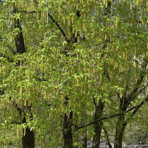 immagine anteprima per la notizia: primavera 2020, annata di particolare abbondanza per i pollini...