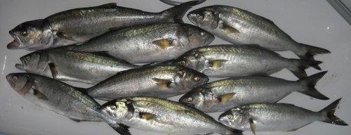 Fig. 4 Cattura sportiva di pesce serra (Pomatomus saltatrix) (foto: Diego Borme)