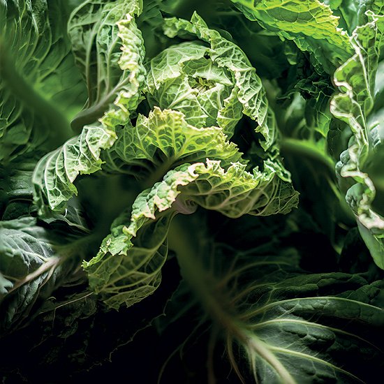 immagine tratta da www.ersa.fvg.it