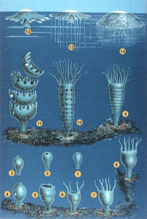 Ciclo vitale degli Scifozoi (strobilazione): 1-8 planula e sua metamorfosi fino allo stadio di scifistoma (stadio polipoide); 9-10 strobilazione; 11 liberazione delle efire; 12-14 trasformazione dell'efira in medusa adulta. Immagine di Matthias Jacob Schleiden (1804-1881) - public domain via Wikimedia Commons