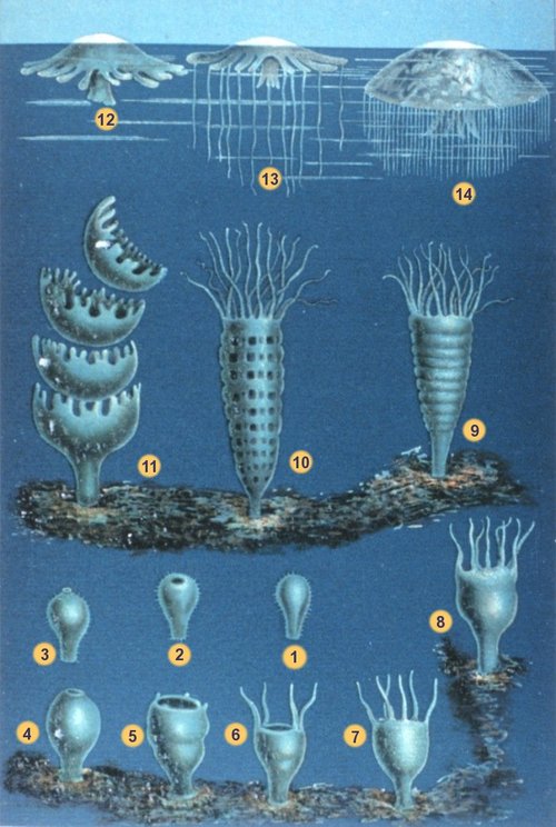 Ciclo vitale degli Scifozoi (strobilazione): 1-8 planula e sua metamorfosi fino allo stadio di scifistoma (stadio polipoide); 9-10 strobilazione; 11 liberazione delle efire; 12-14 trasformazione dell&#x27;efira in medusa adulta. Immagine di Matthias Jacob Schleiden (1804-1881) - public domain via Wikimedia Commons