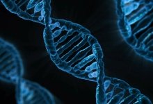 immagine contenuta nella pagina: next generation sequency: sequenziato il genoma della legionella...