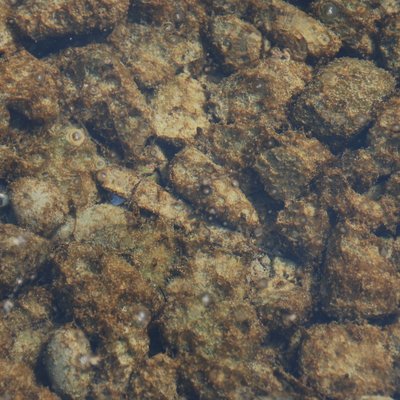 fioritura di ostreopsis cfr. ovata che riveste il ...
