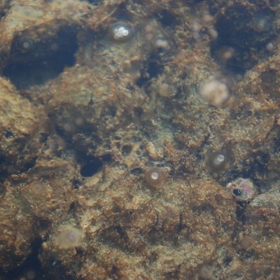 particolare della rete mucillaginosa bunastra che ...