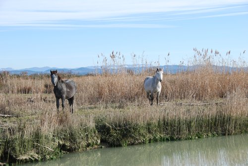 Cavalli Camargue sull&#x27;Isola della Cona Foce Isonzo - © Arpa FVG