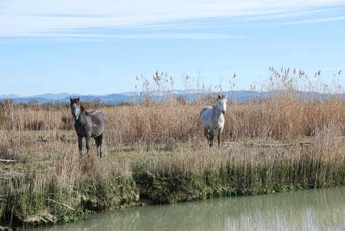 Cavalli Camargue sull'Isola della Cona Foce Isonzo - © Arpa FVG