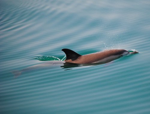 Delfino comune nella Baia di Panzano nel 2011