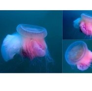 immagine anteprima per la notizia: nuova pubblicazione sull’avvistamento della medusa drymonema d...