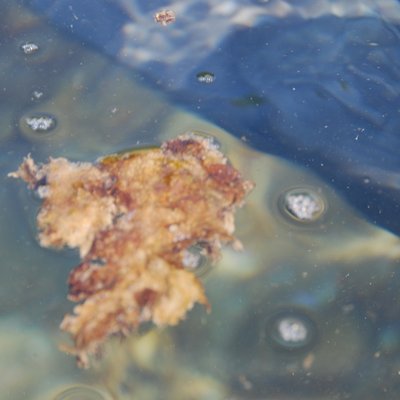 immagine contenuta nella pagina: ostreopsis ovata: un'alga da conoscere