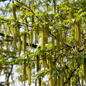 immagine anteprima per la notizia: arpa fvg presenta il report pollini 2025: per la prima volta i...