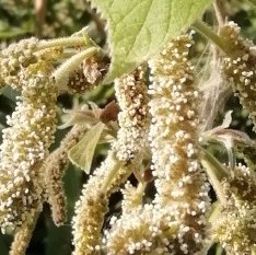 immagine contenuta nella pagina: broussonetia papyrifera: indagine sulla diffusione in italia nel...