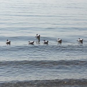 immagine anteprima per la notizia: eseguiti i campionamenti pre-stagionali sulle acque di balneaz...