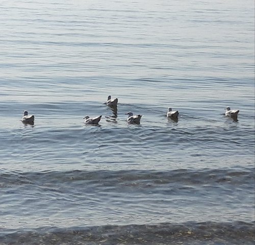Gabbiani in riva al mare