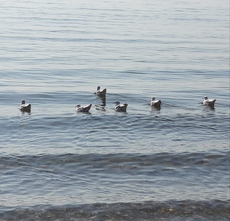 immagine anteprima per la notizia: eseguiti i campionamenti pre-stagionali sulle acque di balneaz...