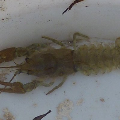 gambero della louisiana