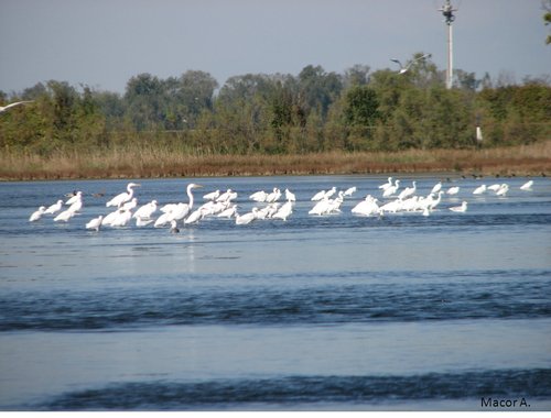 Garzette nella Val Cavanata in Laguna di Grado - © Arpa FVG