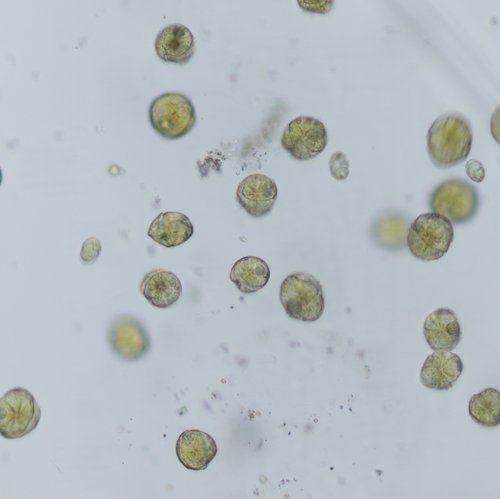 Gonyaulax fragilis