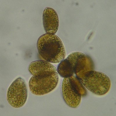 immagine contenuta nella pagina: ostreopsis ovata: un'alga da conoscere