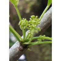 dettaglio dei fiori di maclura pomifera