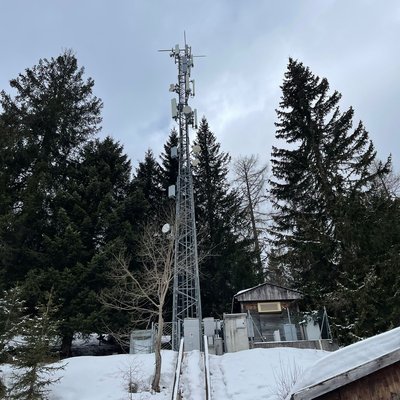 sauris
