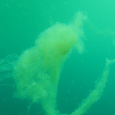 nuvola di muco ricca di bollicine di gas. estate 2...