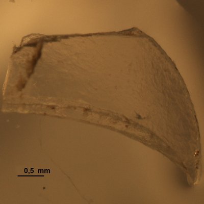 immagine contenuta nella pagina: microplastiche - classificazione e metodologia di monitoraggio